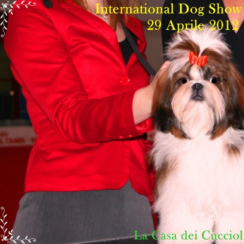 International Dog Show Sanremo
